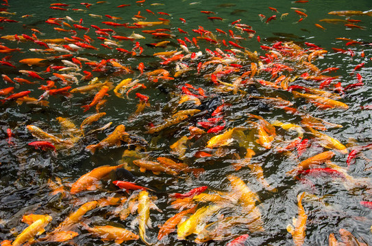 紅鯉魚