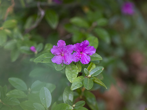 杜鵑花