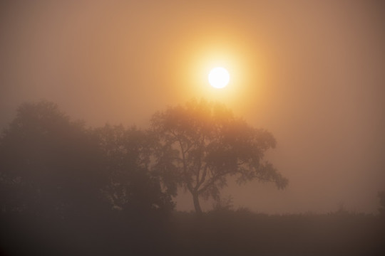 太陽