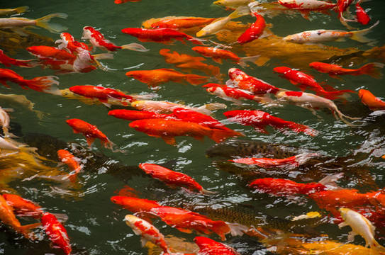 紅鯉魚(yú)