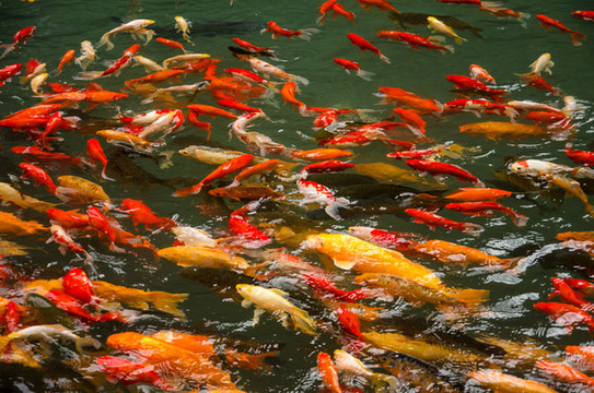 紅鯉魚