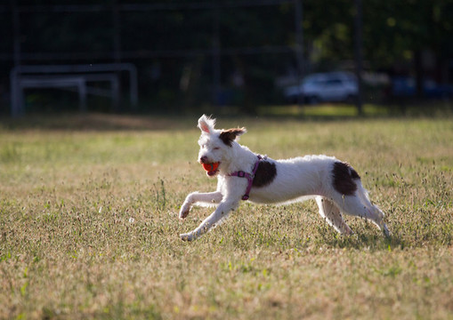 杰克羅素梗犬
