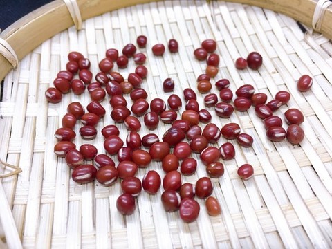 紅小豆