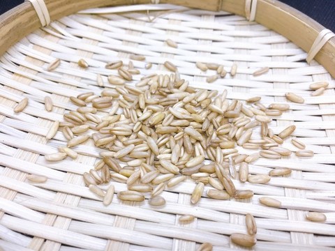 燕麥米