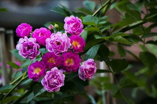 薔薇花