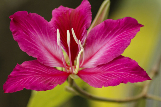 紫荊花