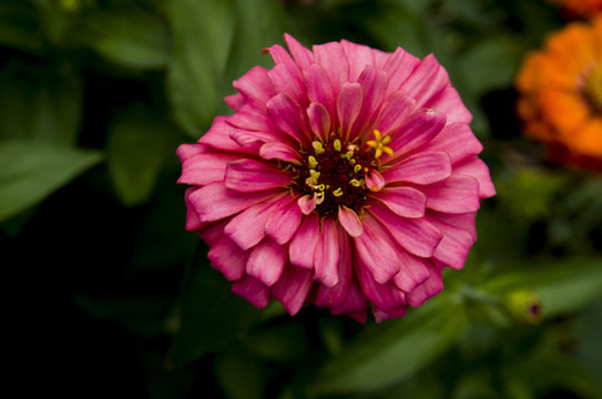 百日菊