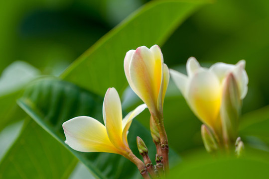 雞蛋花
