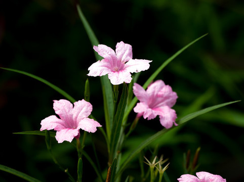 蘭花草
