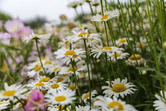 花草素材