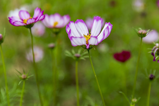 花草素材