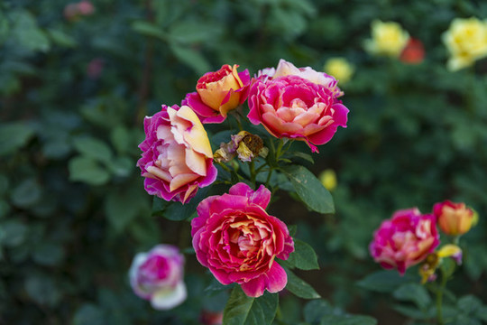薔薇