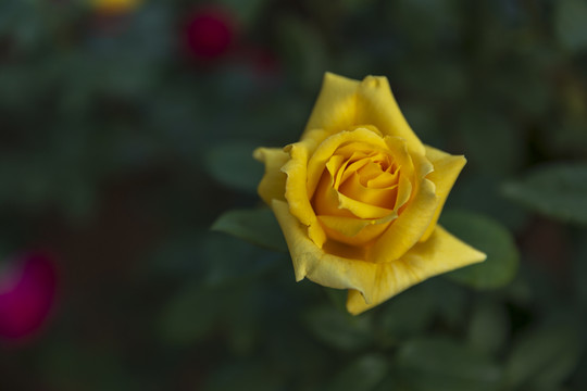 月季花