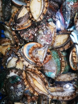 鮑魚