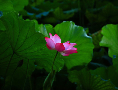 荷花