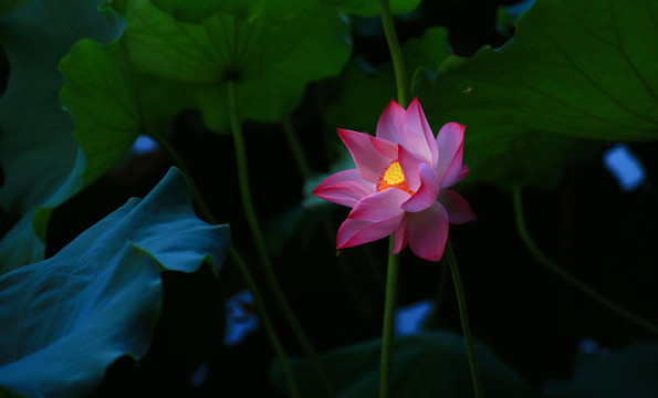 荷花