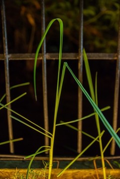香茅草