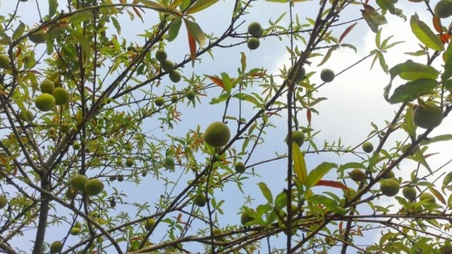 掛滿果實的樹枝