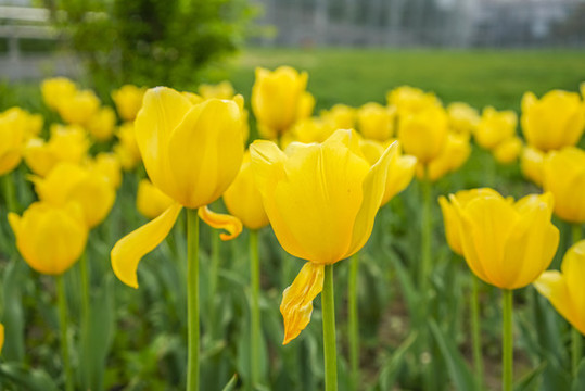 郁金香高清大圖