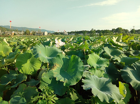 荷花池