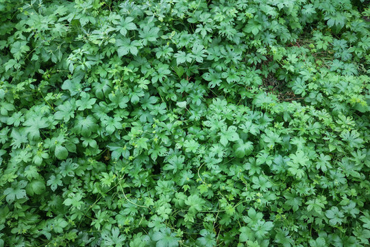 葎草綠草地