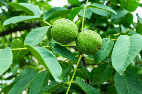 核桃樹(shù)