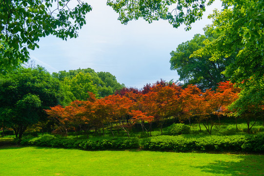 湖北武漢東湖風景區(qū)夏日風光