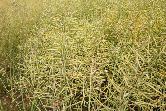油菜籽