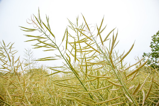 油菜籽