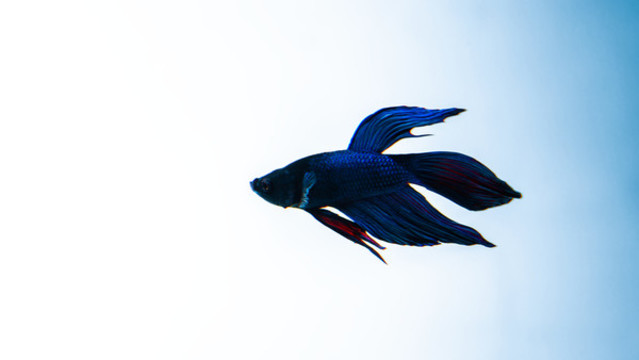 泰國(guó)斗魚(yú)