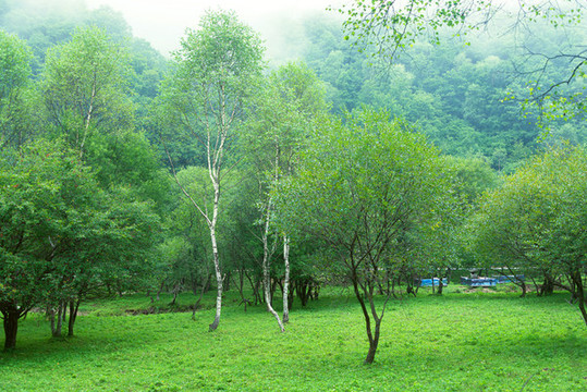 叢林綠草地