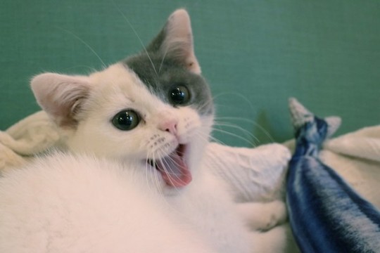 貓