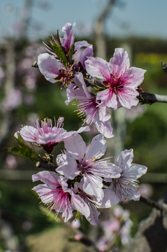 桃花