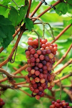 瑪瑙紅葡萄