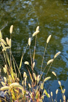 狗尾巴草