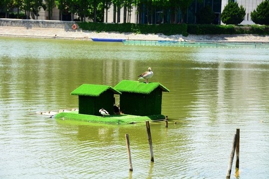 人造鳥窩