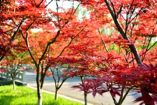 紅紅火火