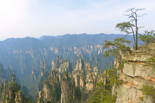 張家界峰林山頂?shù)囊活w松樹