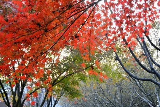 滿天紅葉