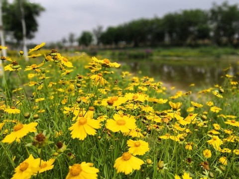 黃花