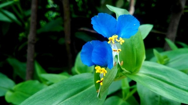 鴨跖草