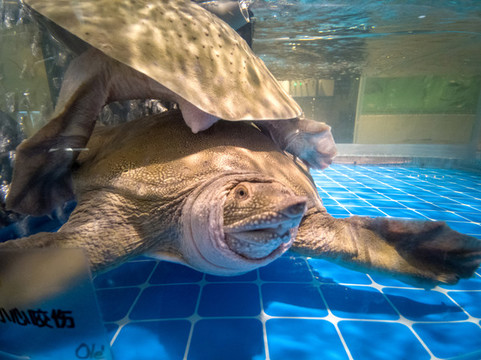 水魚(yú)