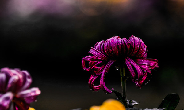 菊