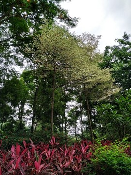 小葉欖仁