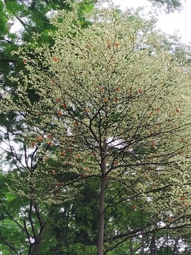 小葉欖仁
