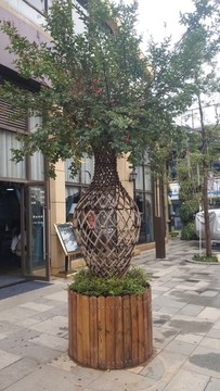 紫薇花瓶狀