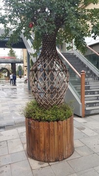 花瓶植物