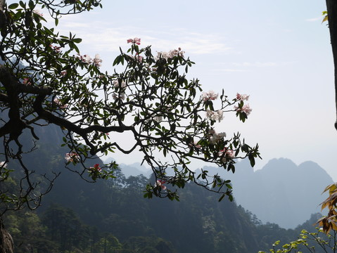 黃山