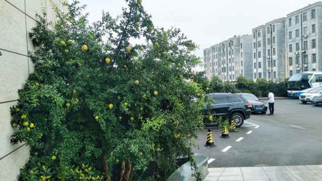 庭院石榴樹
