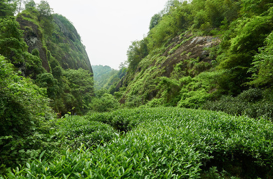 武夷巖茶